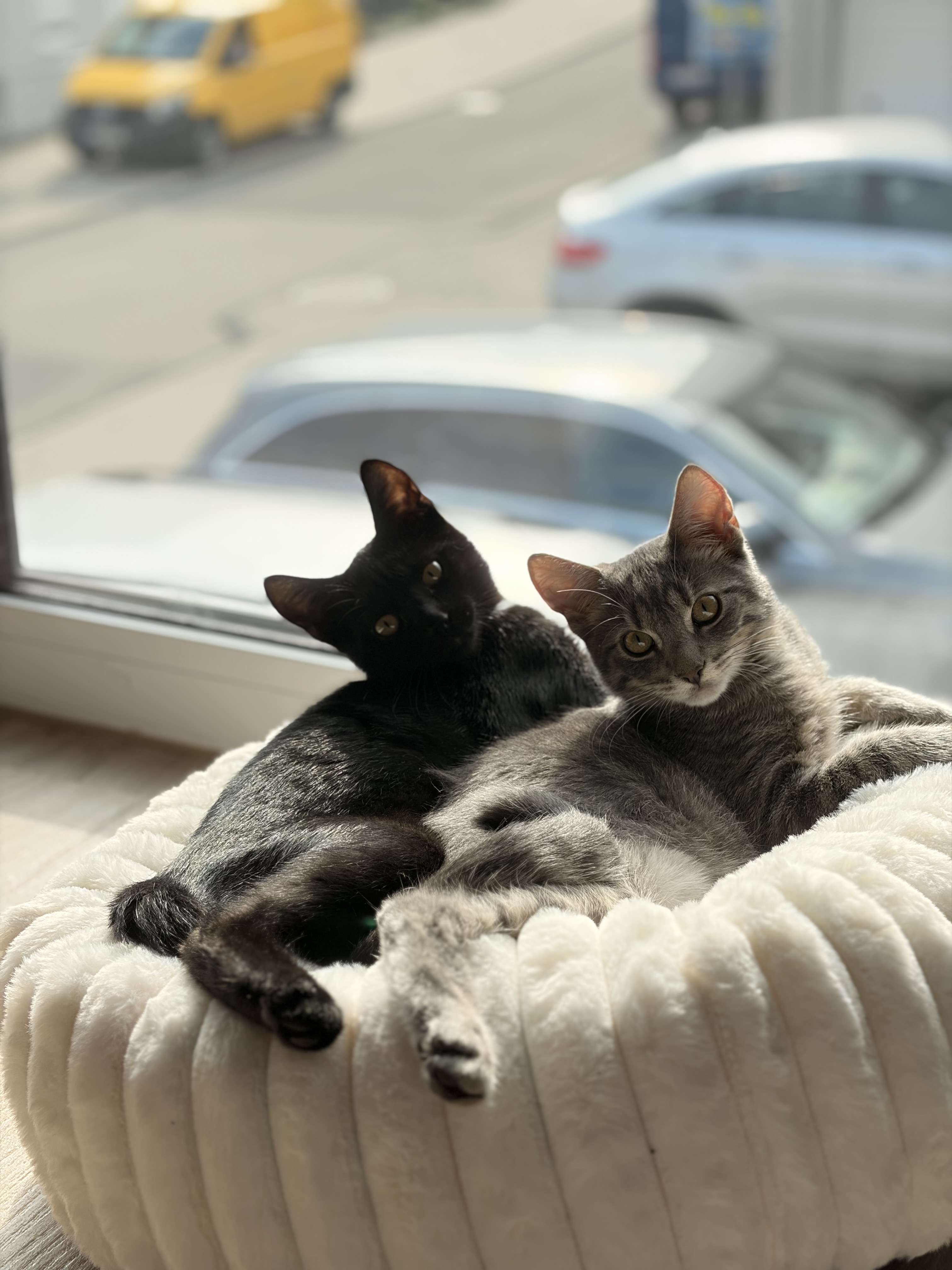 IMG_0208.jpeg