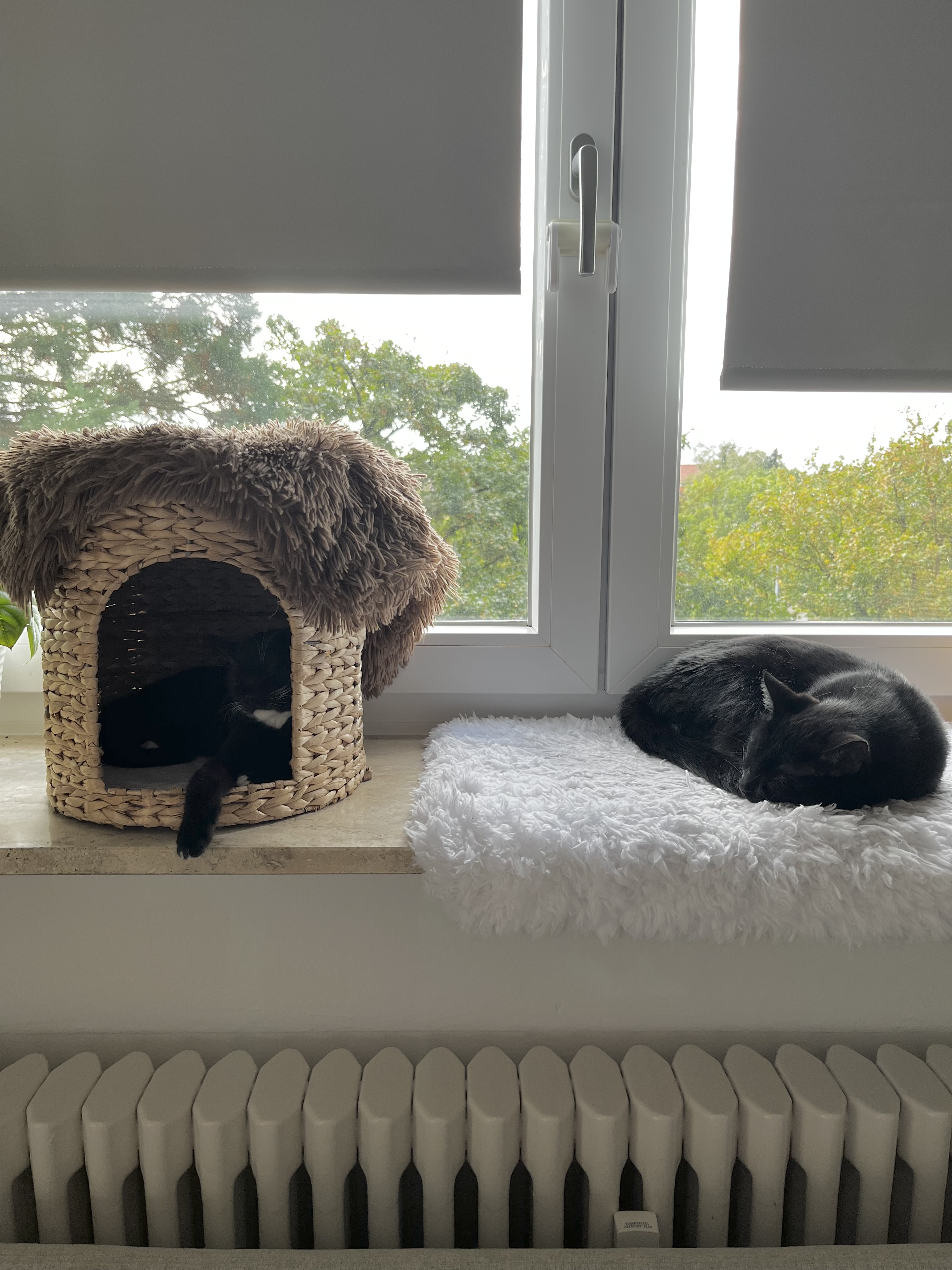 IMG_3492.jpeg