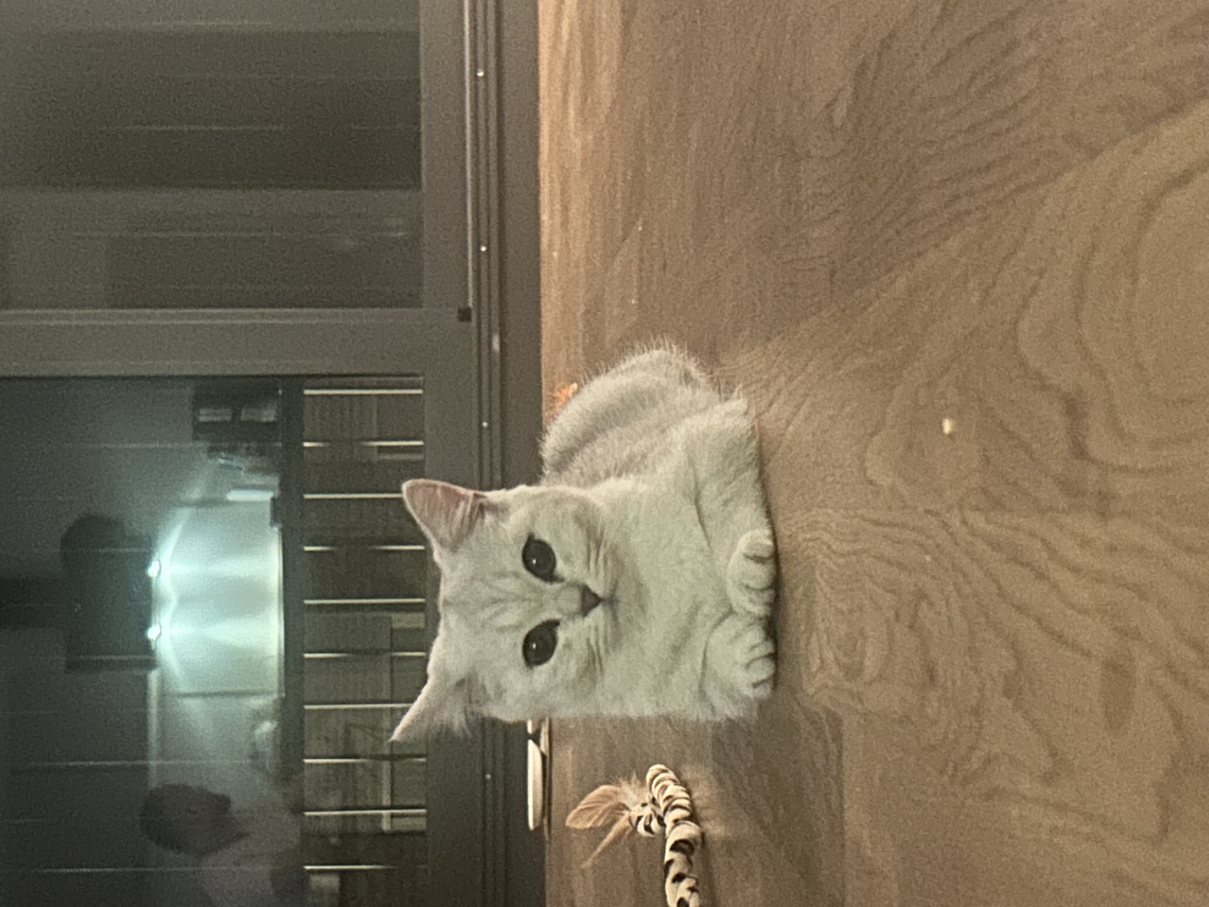 IMG_9625.jpeg