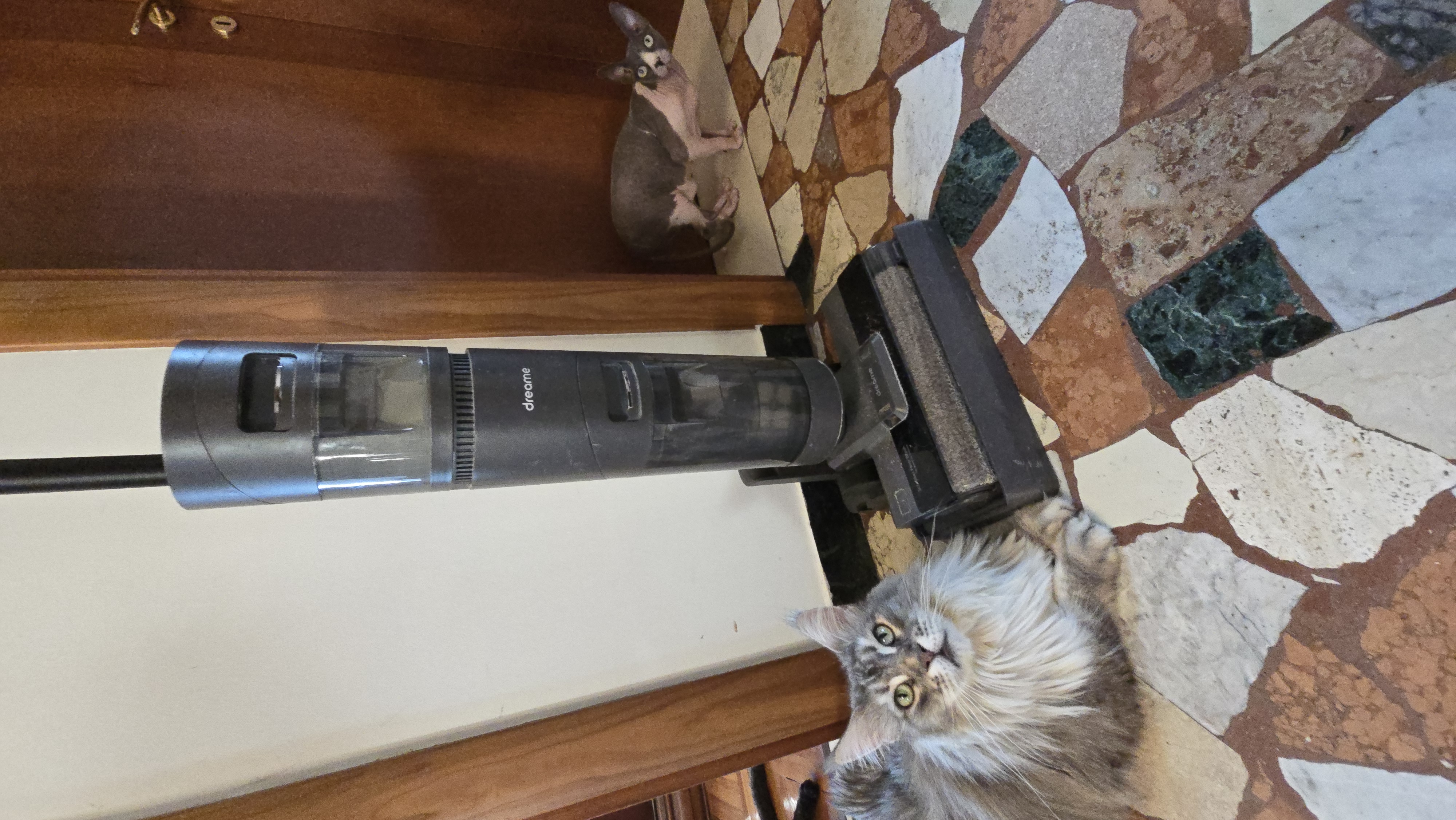 it pet.jpg