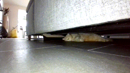 copy_893B8B87-E5F7-4FC8-B0FB-676DCDCFC38E.gif